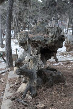 樹根 根雕