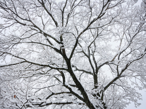 冰霜冰晶霧凇樹掛 冬天樹上積雪