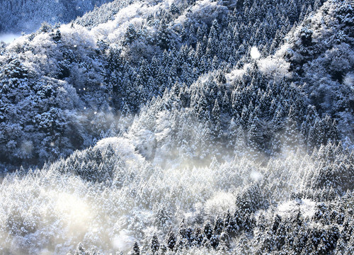 雪林 植被積雪 森林積雪