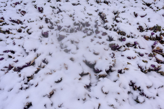 下雪后的濟(jì)南泉城廣場(chǎng) （18）