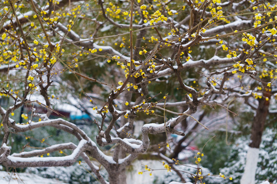 雪中臘梅 （8）