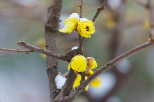 雪中臘梅 （10）