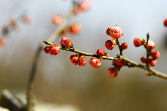 紅梅花苞