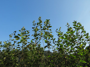 桑樹(shù)