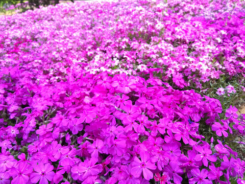 花卉攝影