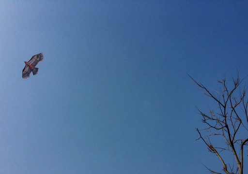 風箏