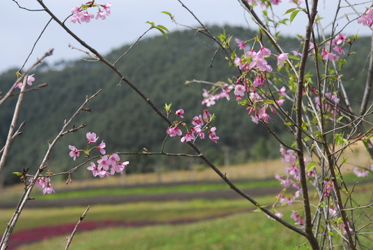 春天櫻花