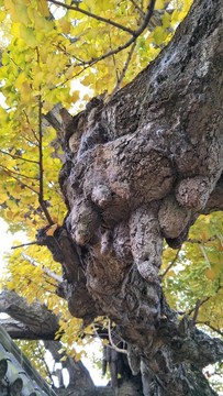 斗姆閣 秋天