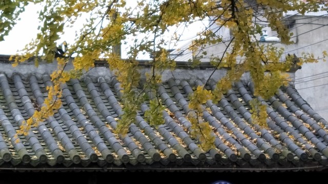 斗姆閣秋天