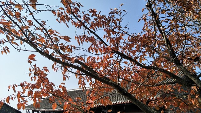 秋天