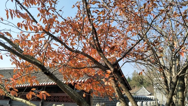 秋天