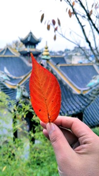 秋天