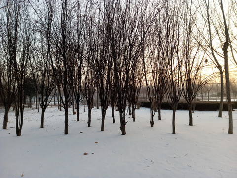 雪地樹林