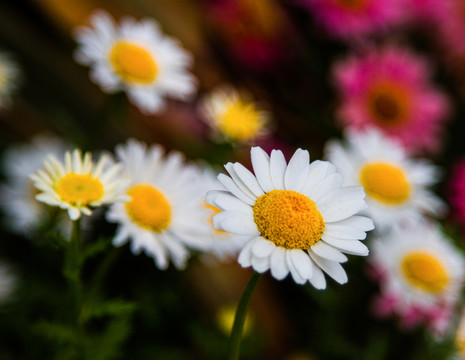 小花