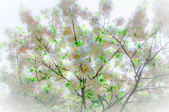 繁花似錦