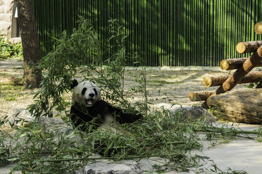 北京動(dòng)物園熊貓
