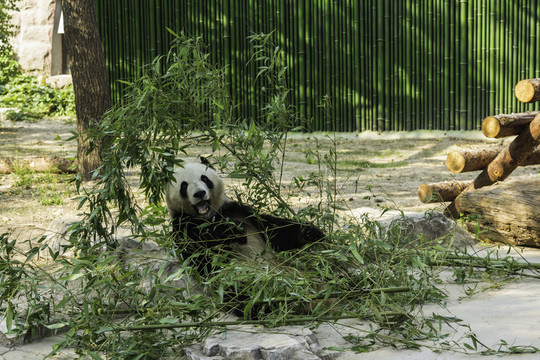 北京動(dòng)物園熊貓