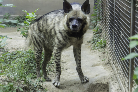 北京動(dòng)物園鬣狗