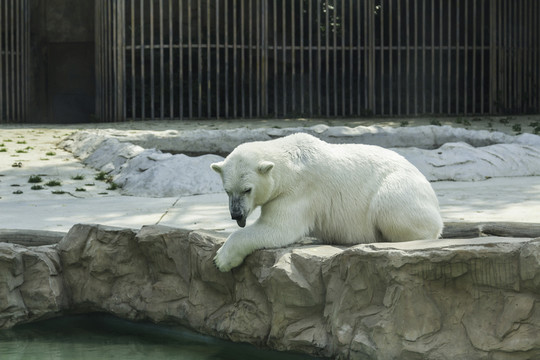 北京動(dòng)物園北極熊