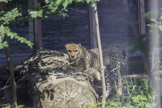 北京動(dòng)物園獵豹