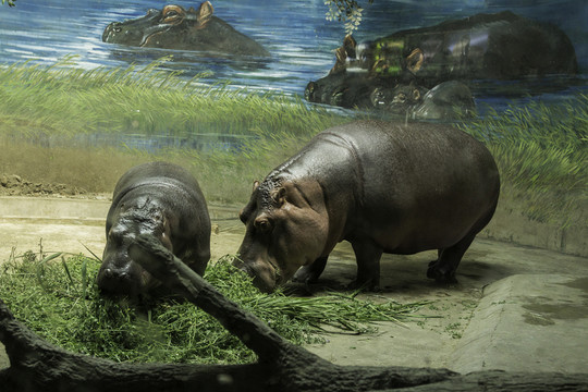 北京動(dòng)物園河馬