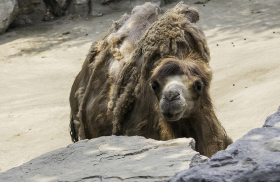 北京動物園駱駝