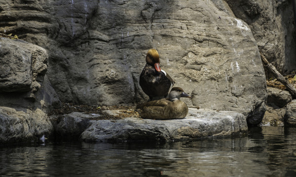 北京動物園鴛鴦