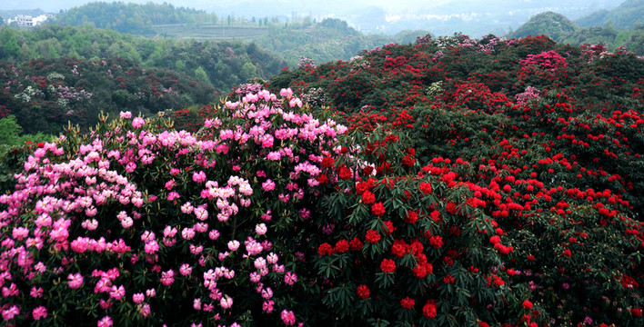 2012年百里杜鵑