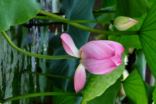 蓮花