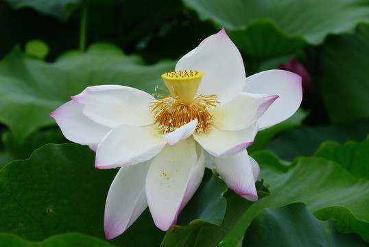 蓮花