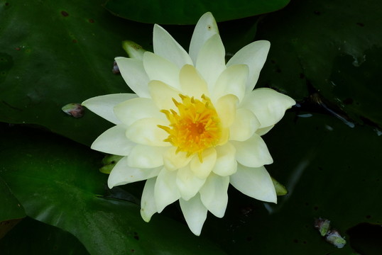 蓮花