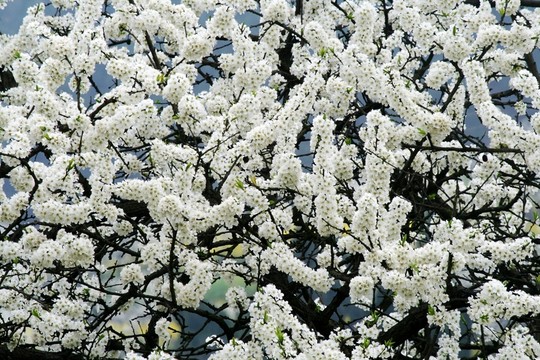 李子花