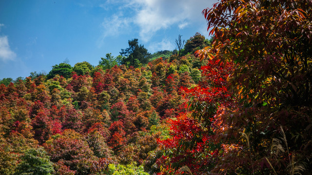 紅樹葉