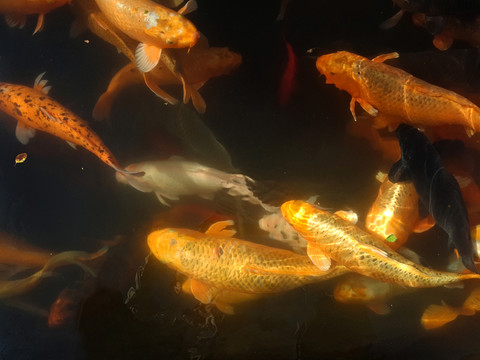 觀賞魚(yú)