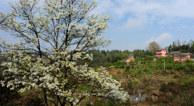2013百里杜鵑