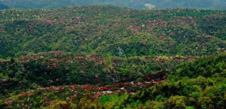 2012年百里杜鵑