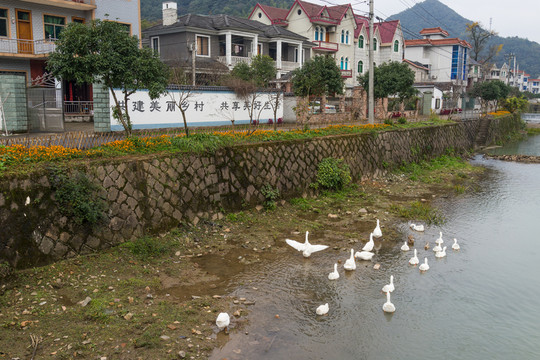 鵝