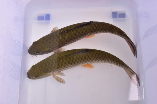 柘榮西坪大官魚