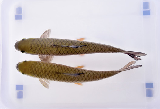 柘榮西坪大官魚
