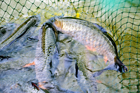 柘榮西坪大官魚(yú)