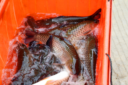 大官魚