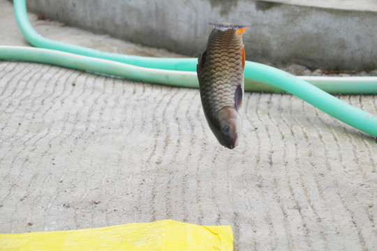 柘榮西坪大官魚(yú)