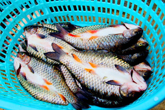 殺魚