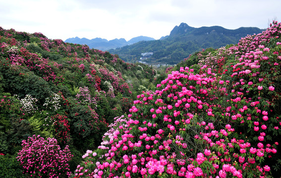 2014百里杜鵑