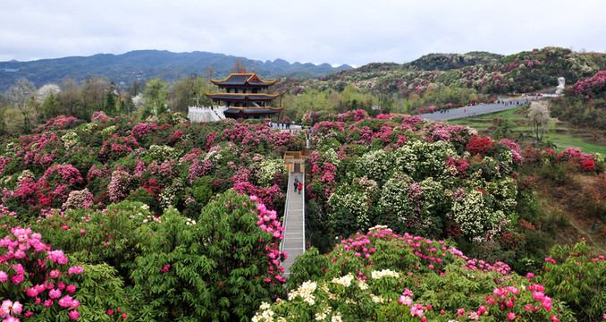 2014百里杜鵑