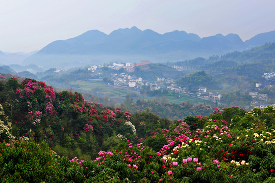 2014百里杜鵑