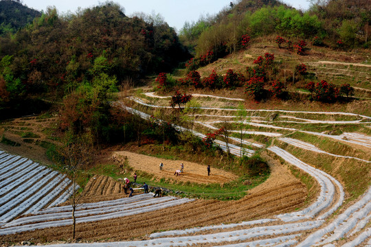 2015百里杜鵑