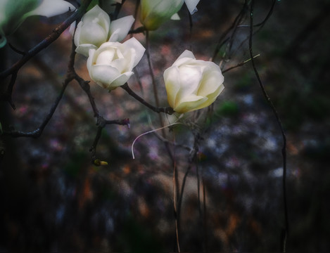 玉蘭花
