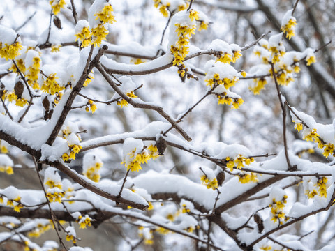 雪天里的臘梅花