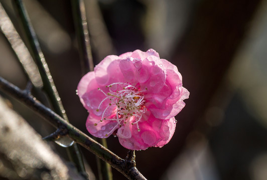 梅花